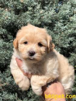Veteriner Teknikerinden Sevimli Maltipoo Yavrumuz 3