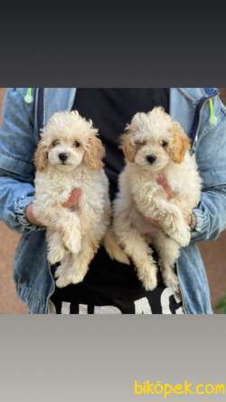 Veteriner Teknikerinden Sevimli Toy Poodle 4