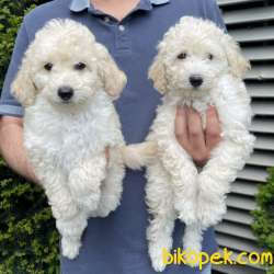 Veteriner Teknikerinden Sevimli Toy Poodle 1