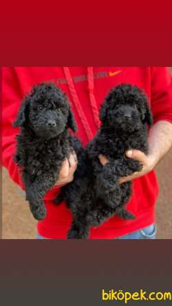 Veteriner Teknikerinden Sevimli Toy Poodle 2