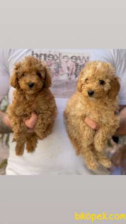 Veteriner Teknikerinden Sevimli Toy Poodle 3