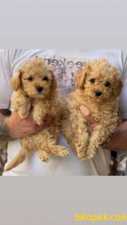 Veteriner Teknikerinden Sevimli Toy Poodle 5