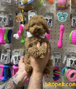 Veteriner Teknikerinden Sevimli Toy Poodle Yavrularımız 2