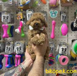 Veteriner Teknikerinden Sevimli Toy Poodle Yavrularımız 3
