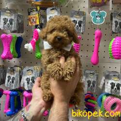 Veteriner Teknikerinden Sevimli Toy Poodle Yavrularımız 1