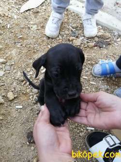 Veterinerlik Fakültesi Öğrencisinden Scrli Safkan Cane Corso 2