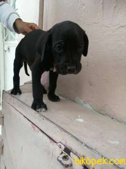 Veterinerlik Fakültesi Öğrencisinden Scrli Safkan Cane Corso 1