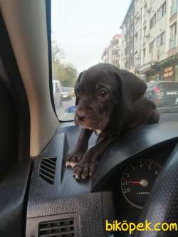 Veterinerlik Fakültesi Öğrencisinden Scrli Safkan Cane Corso 3