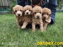 WC EGIMTI TOY POODLE YAVRULARIMIZ 2