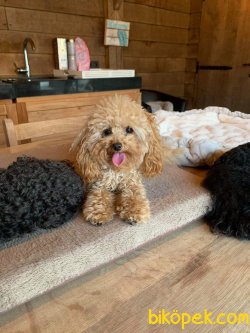 WC EGIMTI TOY POODLE YAVRULARIMIZ 3