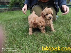 WC EGIMTI TOY POODLE YAVRULARIMIZ 1