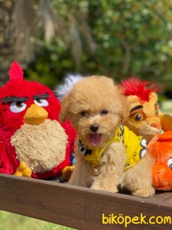 WC EGITIMLI APRICOT POODLE YAVRULAR 2
