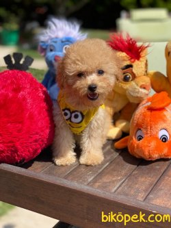 WC EGITIMLI APRICOT POODLE YAVRULAR 1