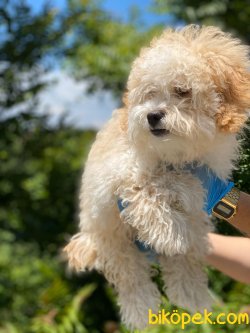 WC EGITIMLI BABY FACE MALTIPOO YAVRULAR 1