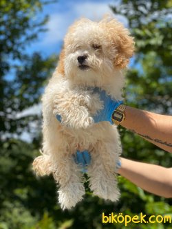 WC EGITIMLI BABY FACE MALTIPOO YAVRULAR 3