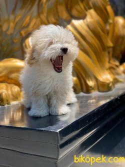 WC EGITIMLI BABY FACE MALTIPOO YAVRULAR 2