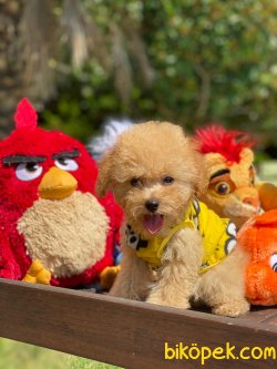 WC EGITIMLI BEBEK SURAT TOY POODLE BEBEKLERIMIZ 1