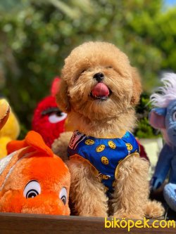 WC EGITIMLI BEBEK SURAT TOY POODLE YAVRULARIMIZ 3