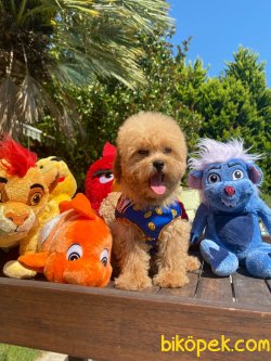WC EGITIMLI BEBEK SURAT TOY POODLE YAVRULARIMIZ 1