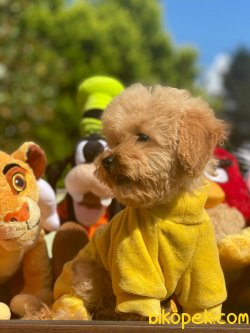 WC EGITIMLI BEBEK SURAT TOY POODLE YAVRULARIMIZ 3