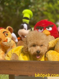 WC EGITIMLI BEBEK SURAT TOY POODLE YAVRULARIMIZ 2