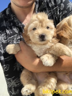 WC EGITIMLI DIZAYN IRK MALTIPOO BEBEKLER 3