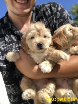 WC EGITIMLI DIZAYN IRK MALTIPOO BEBEKLER 2