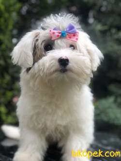 Wc Egitimli Dizayn Irk Morkie 3