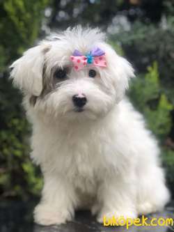 Wc Egitimli Dizayn Irk Morkie 1