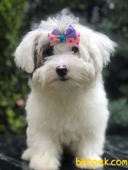 Wc Egitimli Dizayn Irk Morkie 4