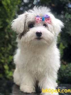 Wc Egitimli Dizayn Irk Morkie 2