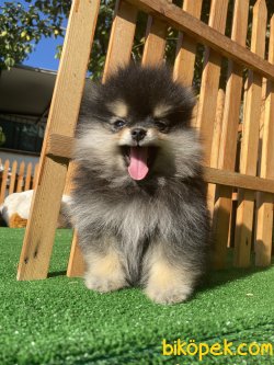 WC EĞİTİMLİ EVRAKLI BLACK AND TAN BOO YAVRUMUZ 3