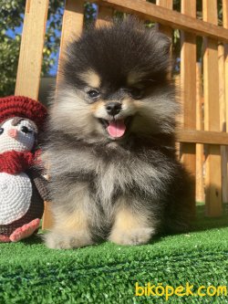 WC EĞİTİMLİ EVRAKLI BLACK AND TAN BOO YAVRUMUZ 1