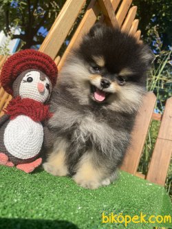 WC EĞİTİMLİ EVRAKLI BLACK AND TAN BOO YAVRUMUZ 2