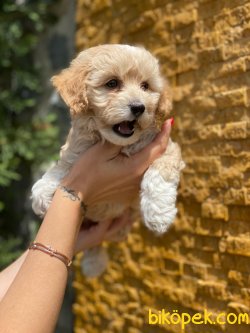 WC EGITIMLI F1 MALTIPOO YAVRULAR 1