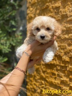 WC EGITIMLI F1 MALTIPOO YAVRULAR 2