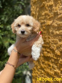 WC EGITIMLI F1 MALTIPOO YAVRULAR 3