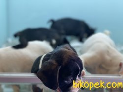 Wc Eğitimli French Bulldog Yavrularımız 4