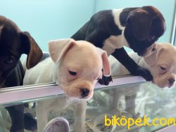 Wc Eğitimli French Bulldog Yavrularımız 1