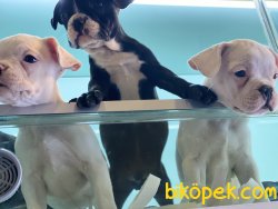 Wc Eğitimli French Bulldog Yavrularımız 2