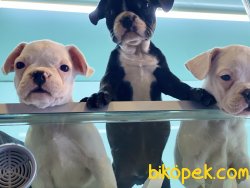 Wc Eğitimli French Bulldog Yavrularımız 5