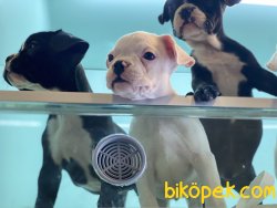 Wc Eğitimli French Bulldog Yavrularımız 3