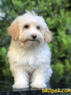Wc Egitimli Gold Morkie Yavrumuz 4