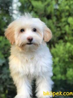 Wc Egitimli Gold Morkie Yavrumuz 2