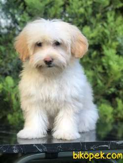 Wc Egitimli Gold Morkie Yavrumuz 3
