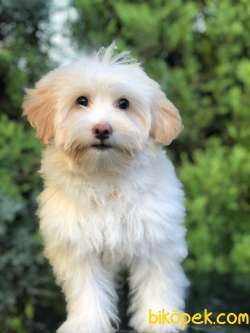 Wc Egitimli Gold Morkie Yavrumuz 1