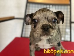 Wc Eğitimli Merle French Bulldog Yavrumuz 2