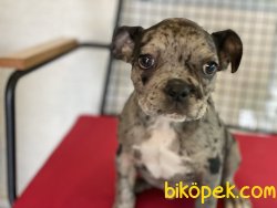 Wc Eğitimli Merle French Bulldog Yavrumuz 5