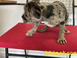 Wc Eğitimli Merle French Bulldog Yavrumuz 4