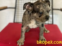 Wc Eğitimli Merle French Bulldog Yavrumuz 3